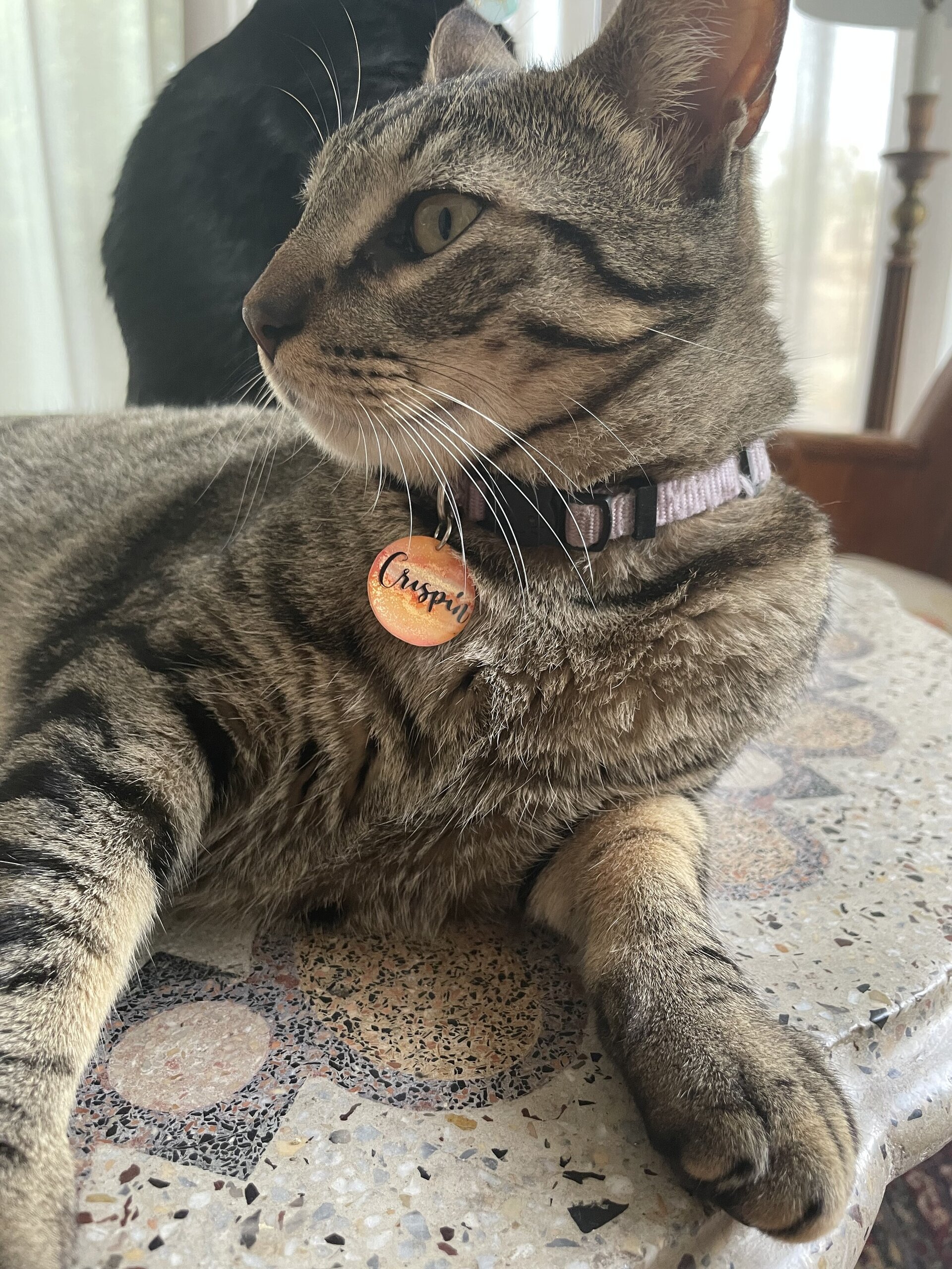 Chapa gatito con número - 2