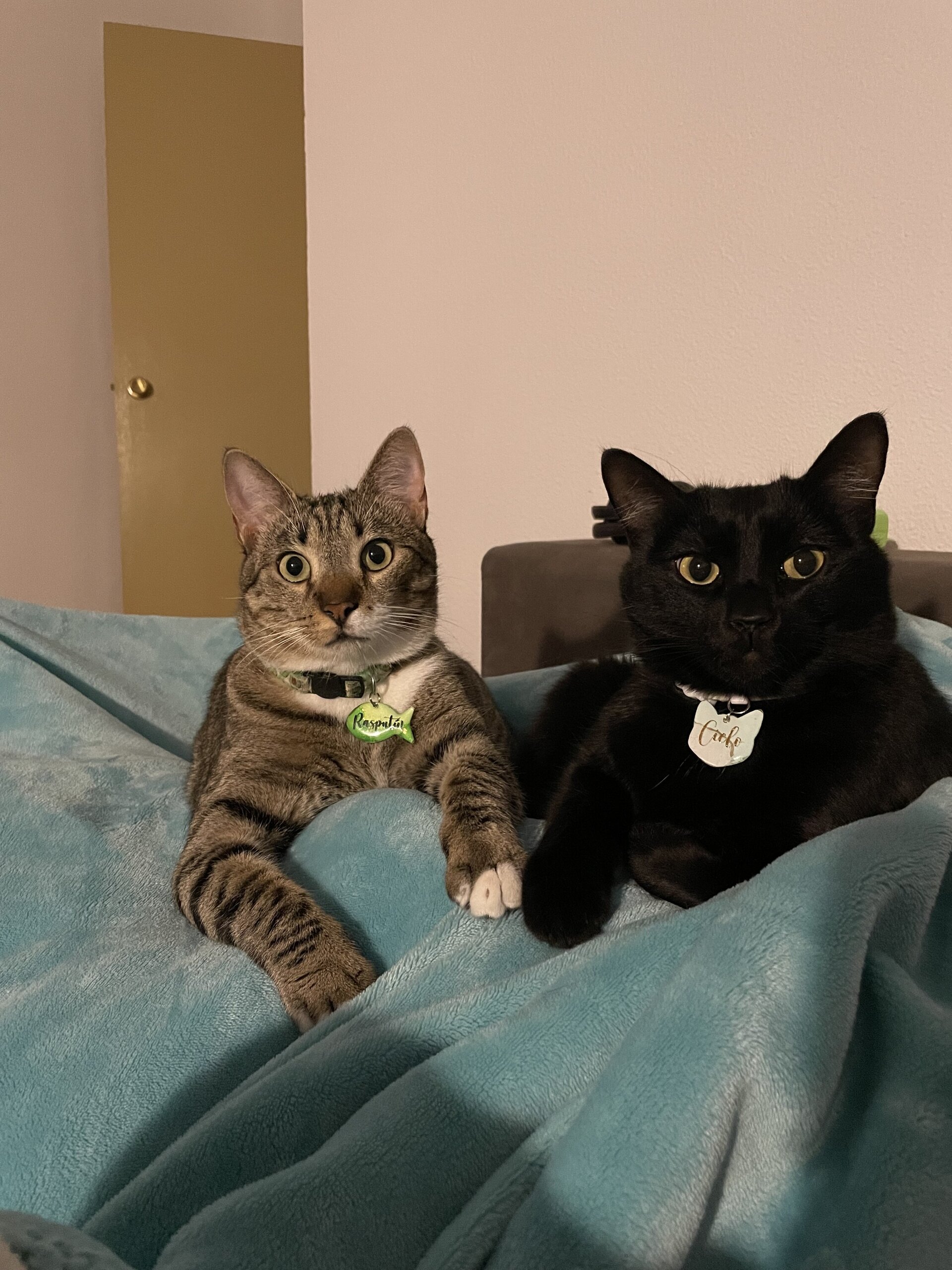 Chapa gatito con número - 3