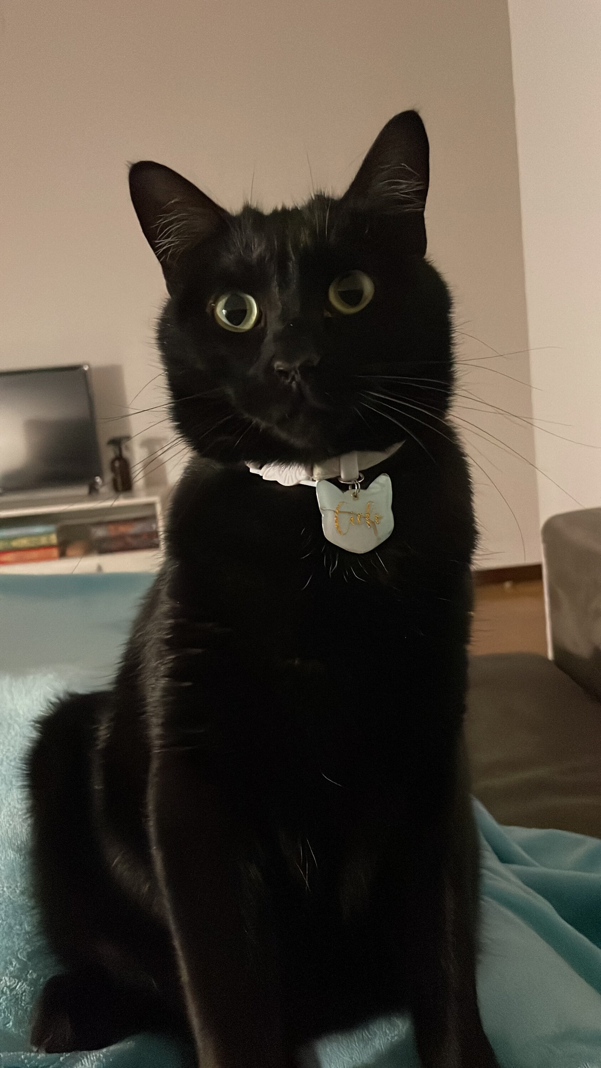 Chapa gatito con número - 6